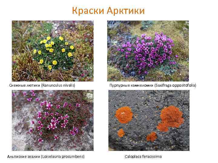 Краски Арктики Снежные лютики (Ranunculus nivalis) Альпиские азалии (Loiselauria procumbens) Пурпурные камнеломки (Saxifraga oppositofolia)