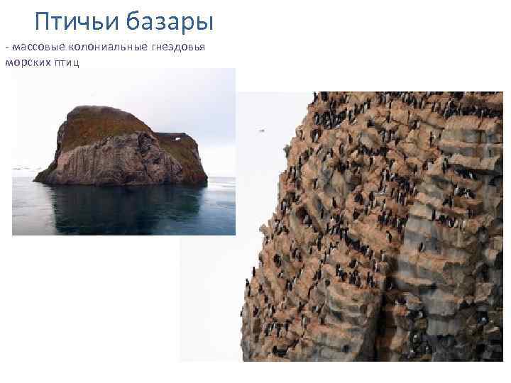 Птичьи базары - массовые колониальные гнездовья морских птиц 