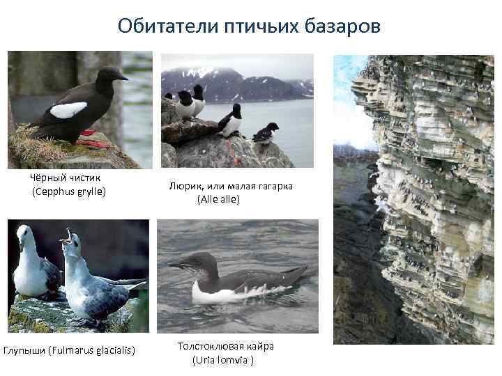 Обитатели птичьих базаров Чёрный чистик (Сepphus grylle) Глупыши (Fulmarus glacialis) Люрик, или малая гагарка