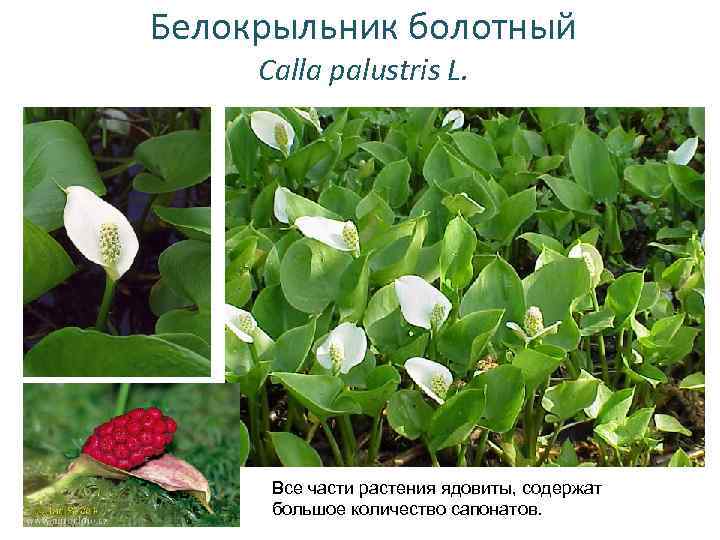 Белокрыльник болотный Calla palustris L. Все части растения ядовиты, содержат большое количество сапонатов. 
