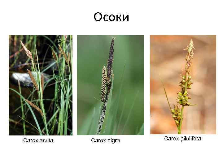 Осоки Carex acuta Carex nigra Carex pilulifera 