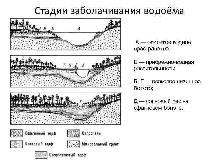 Стадии заболачивания водоёма А — открытое водное пространство; Б — прибрежно-водная растительность; В, Г
