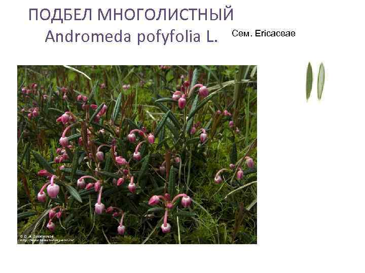 ПОДБЕЛ МНОГОЛИСТНЫЙ Аndromeda pofyfolia L. Сем. Ericaceae 