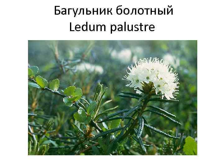 Багульник болотный Ledum palustre 