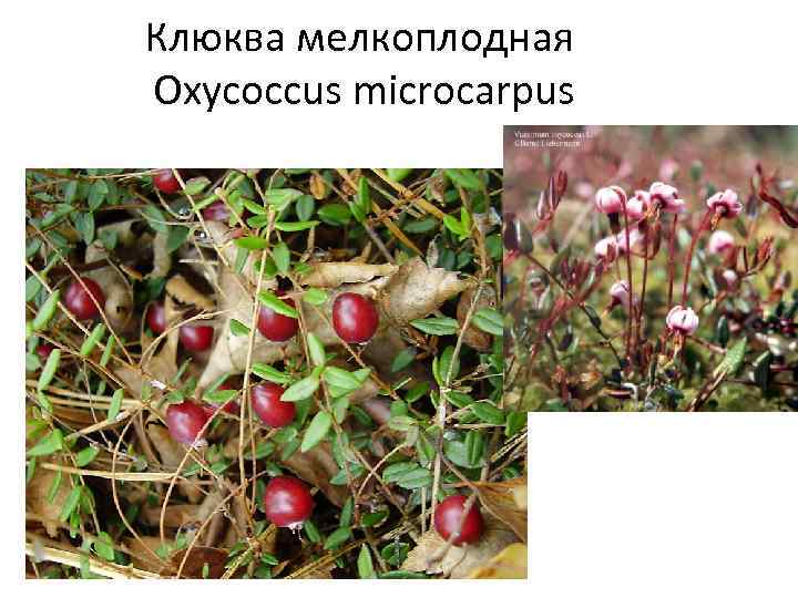 Клюква мелкоплодная Oxycoccus microcarpus 