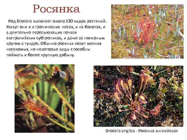 Росянка Род Drosera включает около 130 видов растений. Живут они и в тропических лесах,