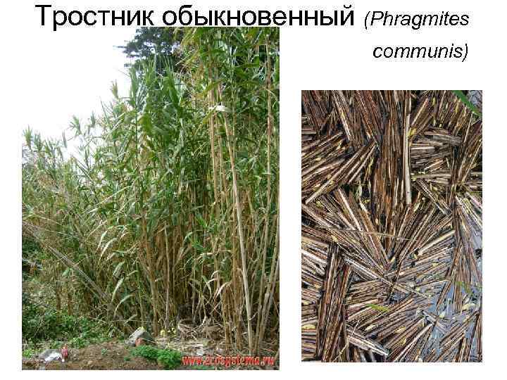 Тростник обыкновенный (Phragmites communis) 