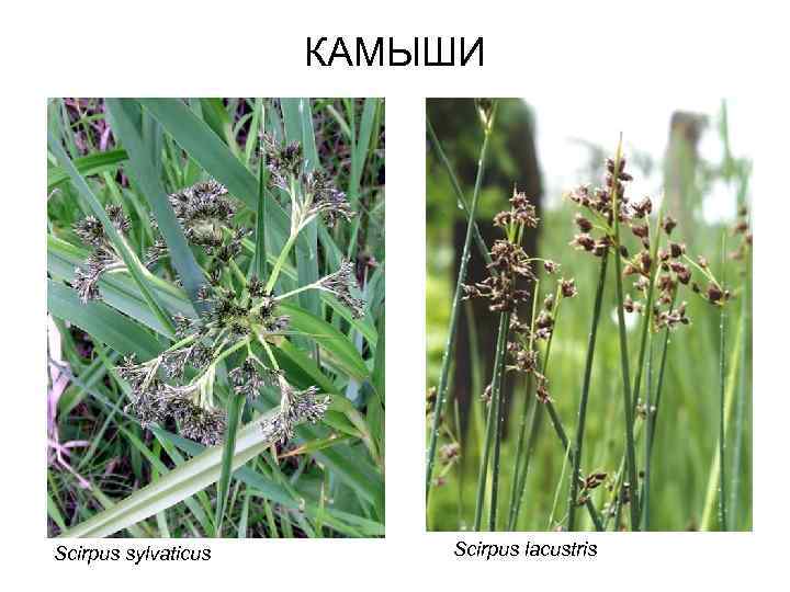 КАМЫШИ Scirpus sylvaticus Scirpus lacustris 