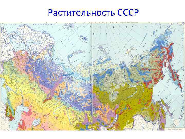 Растительность СССР 