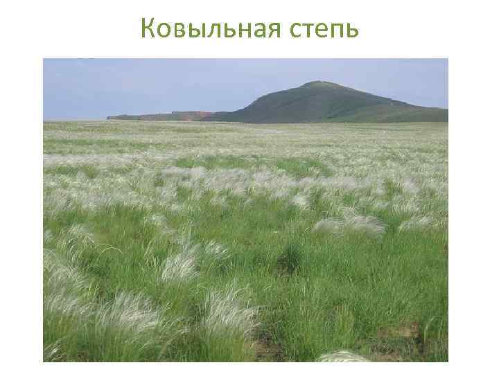 Ковыльная степь 