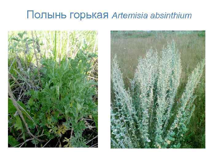 Полынь горькая Artemisia absinthium 