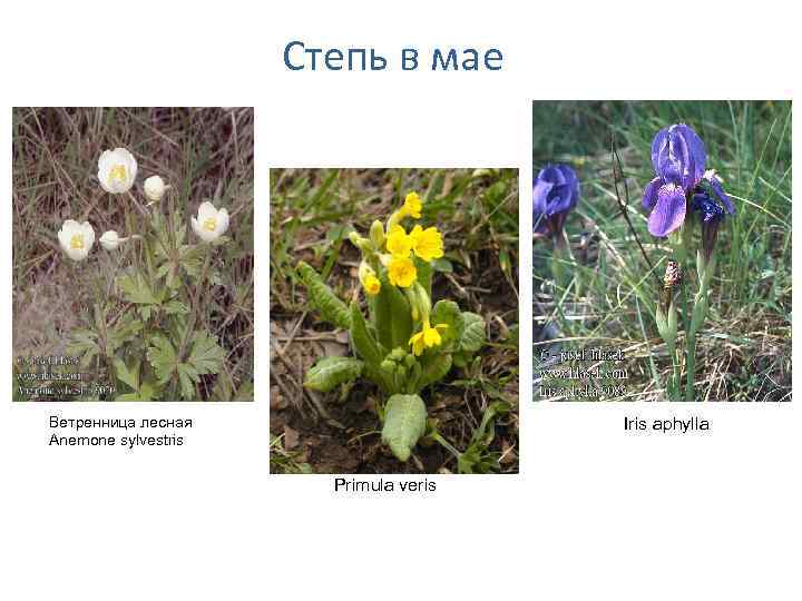 Степь в мае Ветренница лесная Anemone sylvestris Iris aphylla Primula veris 