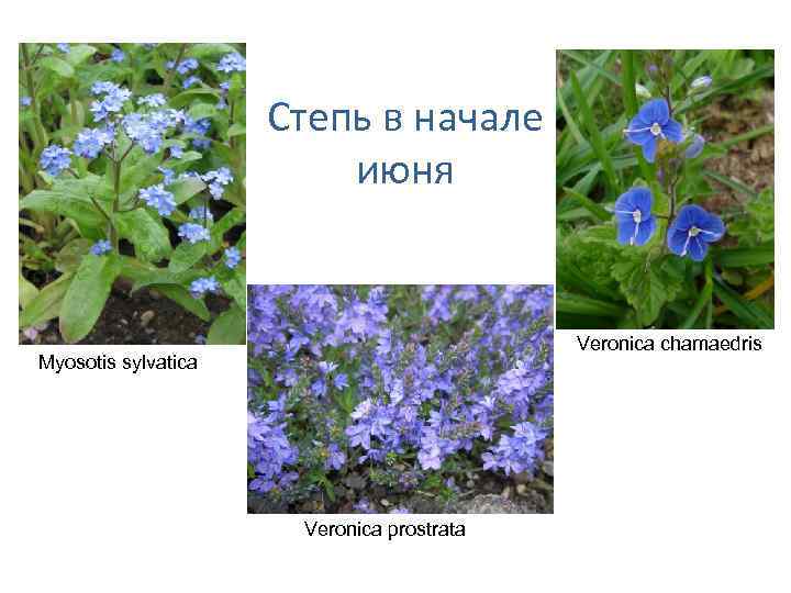 Степь в начале июня Veronica chamaedris Myosotis sylvatica Veronica prostrata 