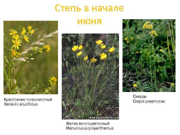 Степь в начале июня Скерда Crepis praemorsa Крестовник тонколистный Senecio erucifolius Лютик многоцветковый Ranunculus