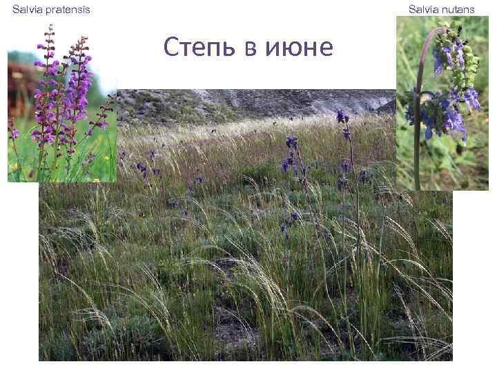 Salvia pratensis Salvia nutans Степь в июне 