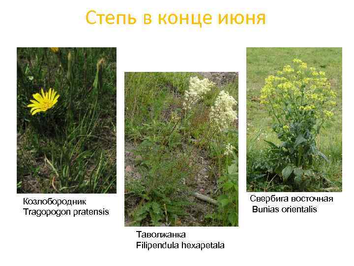 Степь в конце июня Свербига восточная Bunias orientalis Козлобородник Tragopogon pratensis Таволжанка Filipendula hexapetala