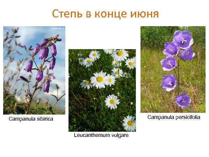 Степь в конце июня Campanula persicifolia Campanula sibirica Leucanthemum vulgare 