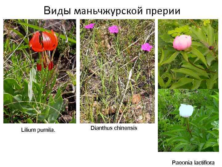 Виды маньчжурской прерии Lilium pumila. Dianthus chinensis Paeonia lactiflora 