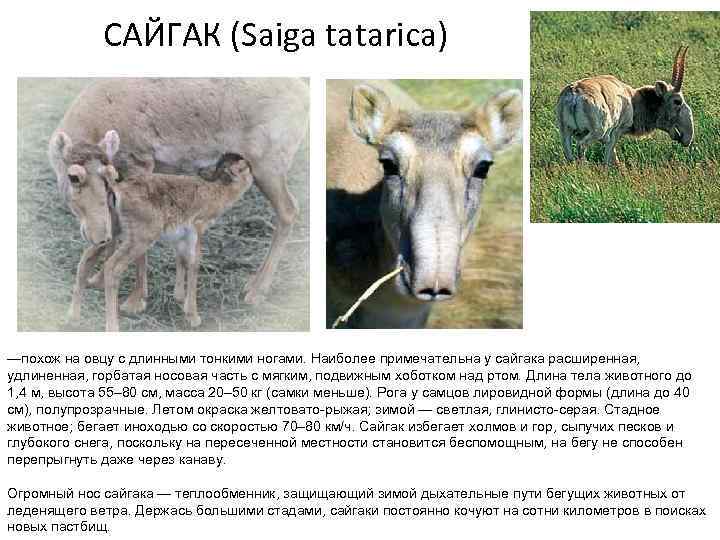 Где живет сайгак природная зона