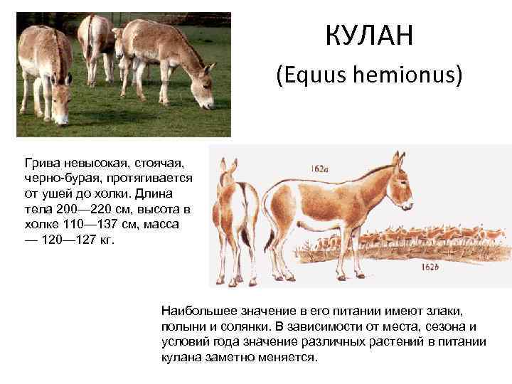 КУЛАН (Equus hemionus) Грива невысокая, стоячая, черно-бурая, протягивается от ушей до холки. Длина тела