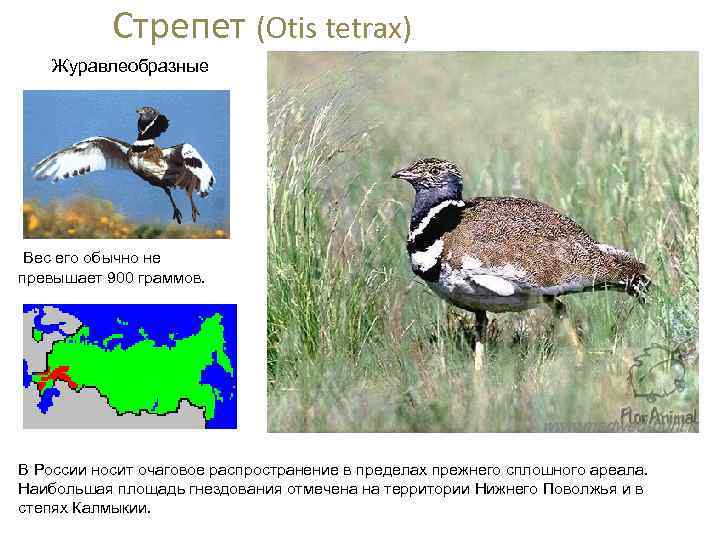 Стрепет (Оtis tetrax) Журавлеобразные Вес его обычно не превышает 900 граммов. В России носит