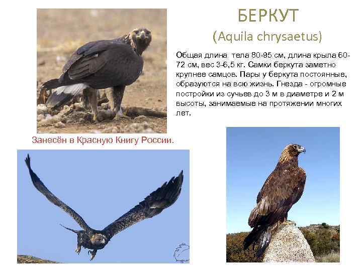 БЕРКУТ (Aquila chrysaetus) Общая длина тела 80 -95 см, длина крыла 6072 см, вес