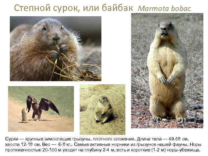 Степной сурок, или байбак Marmota bobac Сурки — крупные зимоспящие грызуны, плотного сложения. Длина