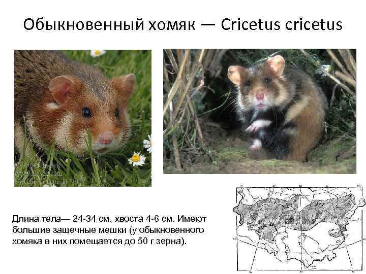 Обыкновенный хомяк — Cricetus cricetus Длина тела— 24 -34 см, хвоста 4 -6 см.