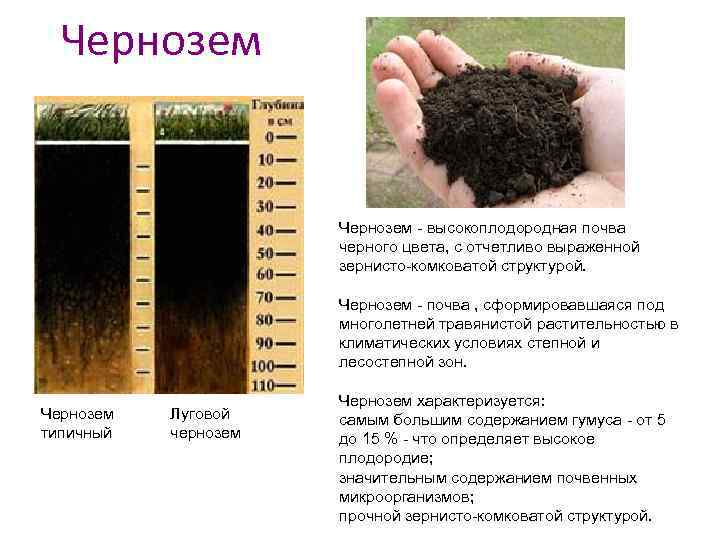 Какую толщину может достигать почва. Краткая характеристика почвы чернозем. Чернозём характеристика почвы. Чернозем состав почвы. Чернозем Южный малогумусный.