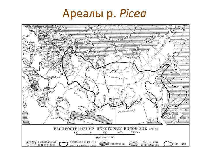 Ареалы р. Picea 