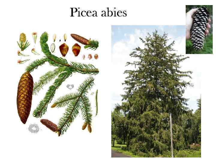 Picea abies 