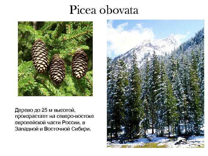 Picea obovata Дерево до 25 м высотой, произрастает на северо-востоке европейской части России, в