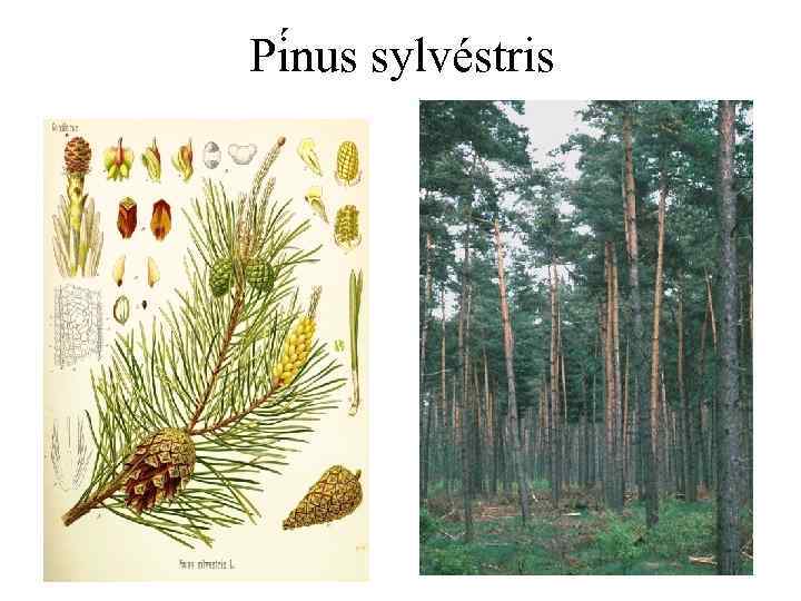 Pi nus sylvéstris 