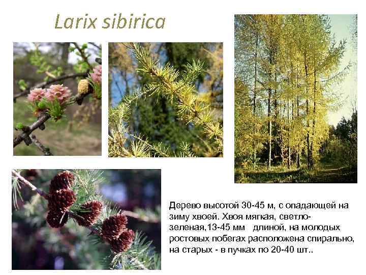 Larix sibirica Дерево высотой 30 -45 м, с опадающей на зиму хвоей. Хвоя мягкая,