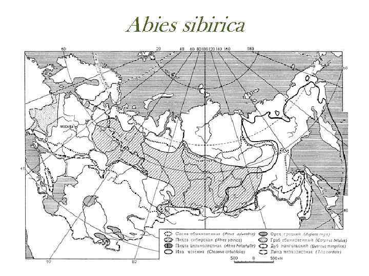 Abies sibirica 