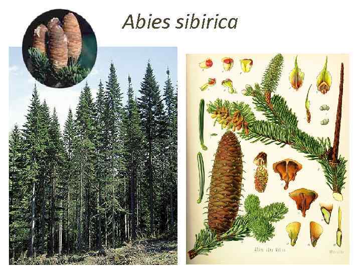 Abies sibirica 