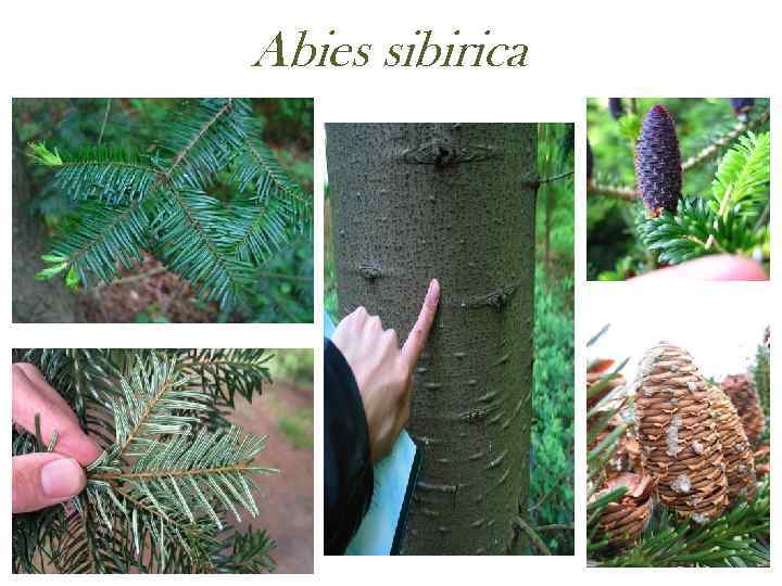 Abies sibirica 