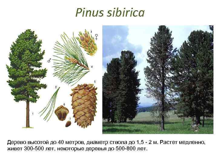 Pinus sibirica Дерево высотой до 40 метров, диаметр ствола до 1, 5 - 2