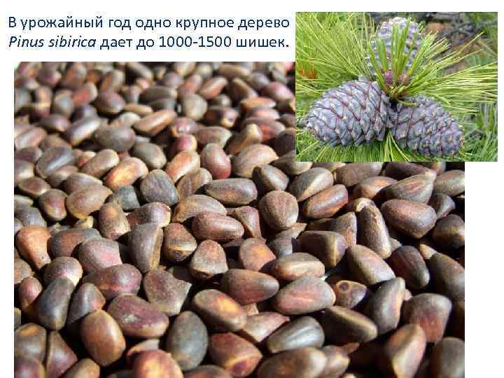 В урожайный год одно крупное дерево Pinus sibirica дает до 1000 -1500 шишек. 