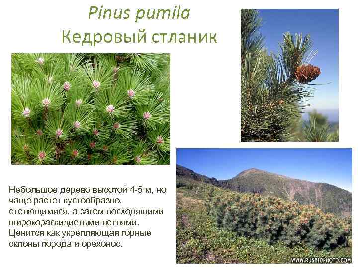 Pinus pumila Кедровый стланик Небольшое дерево высотой 4 -5 м, но чаще растет кустообразно,