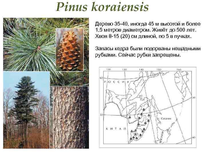 Pinus koraiensis Дерево 35 -40, иногда 45 м высотой и более 1, 5 метров