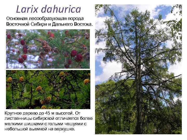 Larix dahurica Основная лесообразующая порода Восточной Сибири и Дальнего Востока. Крупное дерево до 45