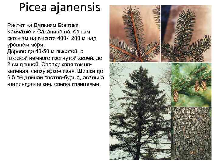 Picea ajanensis Растет на Дальнем Востоке, Камчатке и Сахалине по горным склонам на высоте