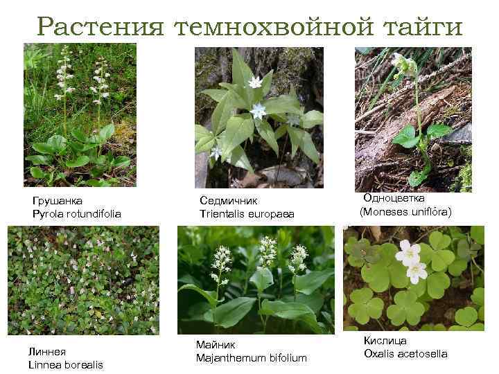 Растения темнохвойной тайги Грушанка Pyrola rotundifolia Линнея Linnea borealis Седмичник Trientalis europaea Майник Majanthemum