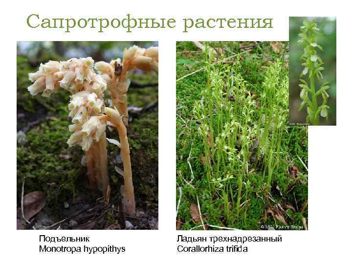 Сапротрофные растения Подъельник Monotropa hypopithys Ладьян трехнадрезанный Corallorhiza trifida 