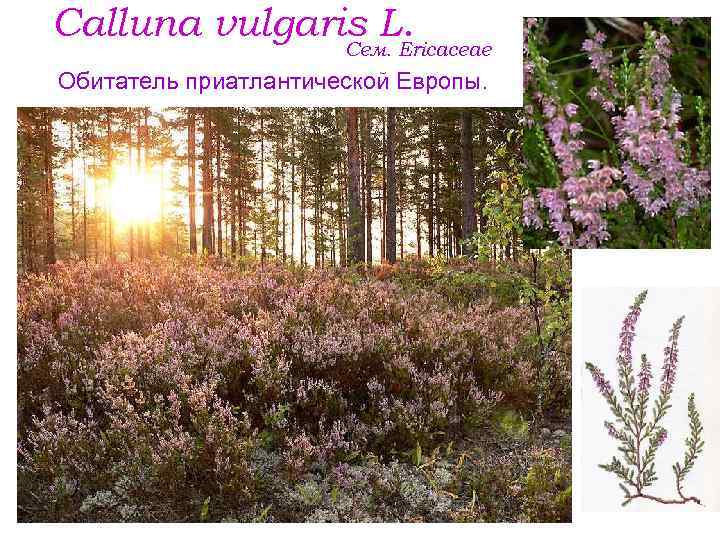 Calluna vulgaris L. Сем. Ericaceae Обитатель приатлантической Европы. 