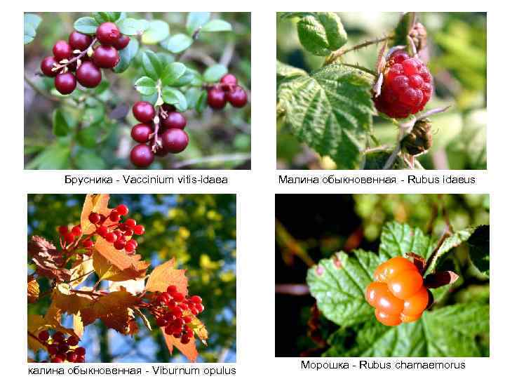 Брусника - Vaccinium vitis-idaea калина обыкновенная - Viburnum opulus Малина обыкновенная - Rubus idaeus