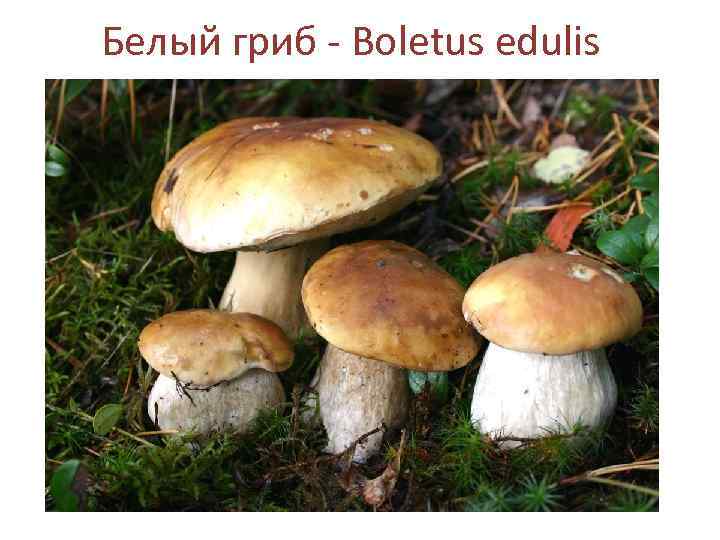 Белый гриб - Boletus edulis 