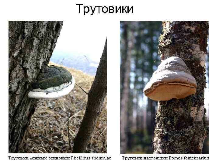 Трутовики Трутовик ложный осиновый Phellinus themulae Трутовик настоящий Fomes fomentarius 