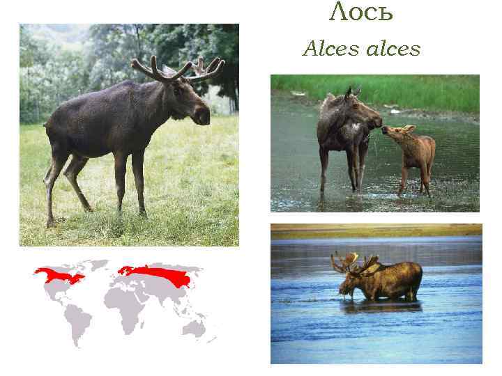 Лось Alces alces 